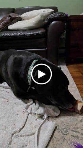 Customer video review of Large Dog Valentine's Day Love Bundle II (4x 5oz Jerky Bags + 4x LARGE Smoked Marrow Bones)
