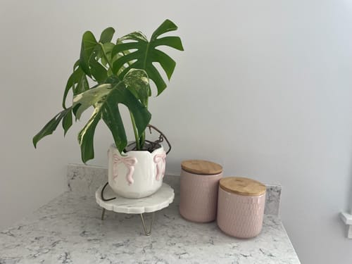 Customer's Monstera deliciosa albo variegata plant in a decorative white pot on a marble countertop.