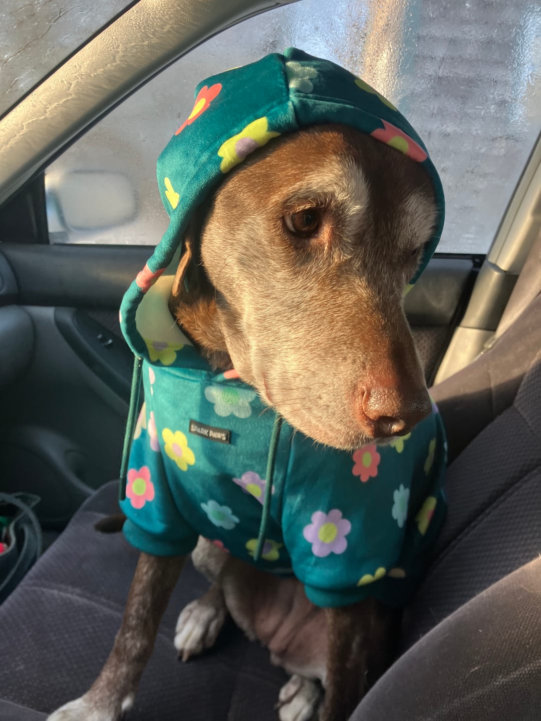 Customer photo review of Dog Hoodie Prints