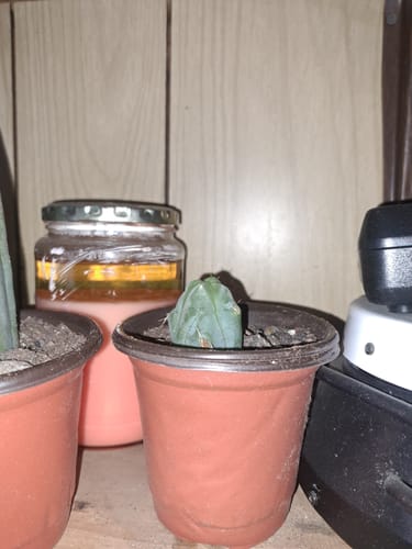 Customer photo review of Trichocereus Bridgesii Monstrose | Short Form | Type B | Penis Cactus