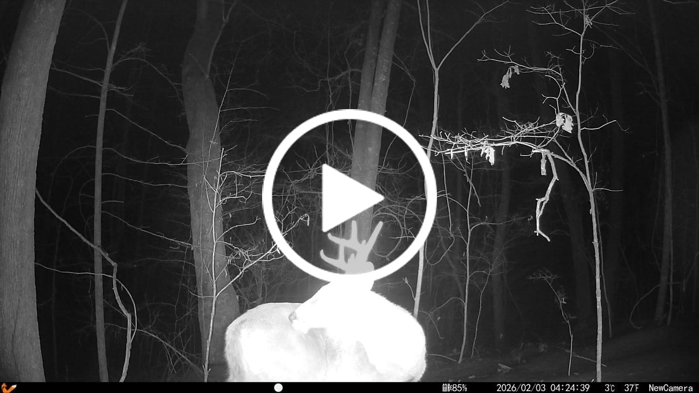 Customer video review of Whitetail Hill Clover