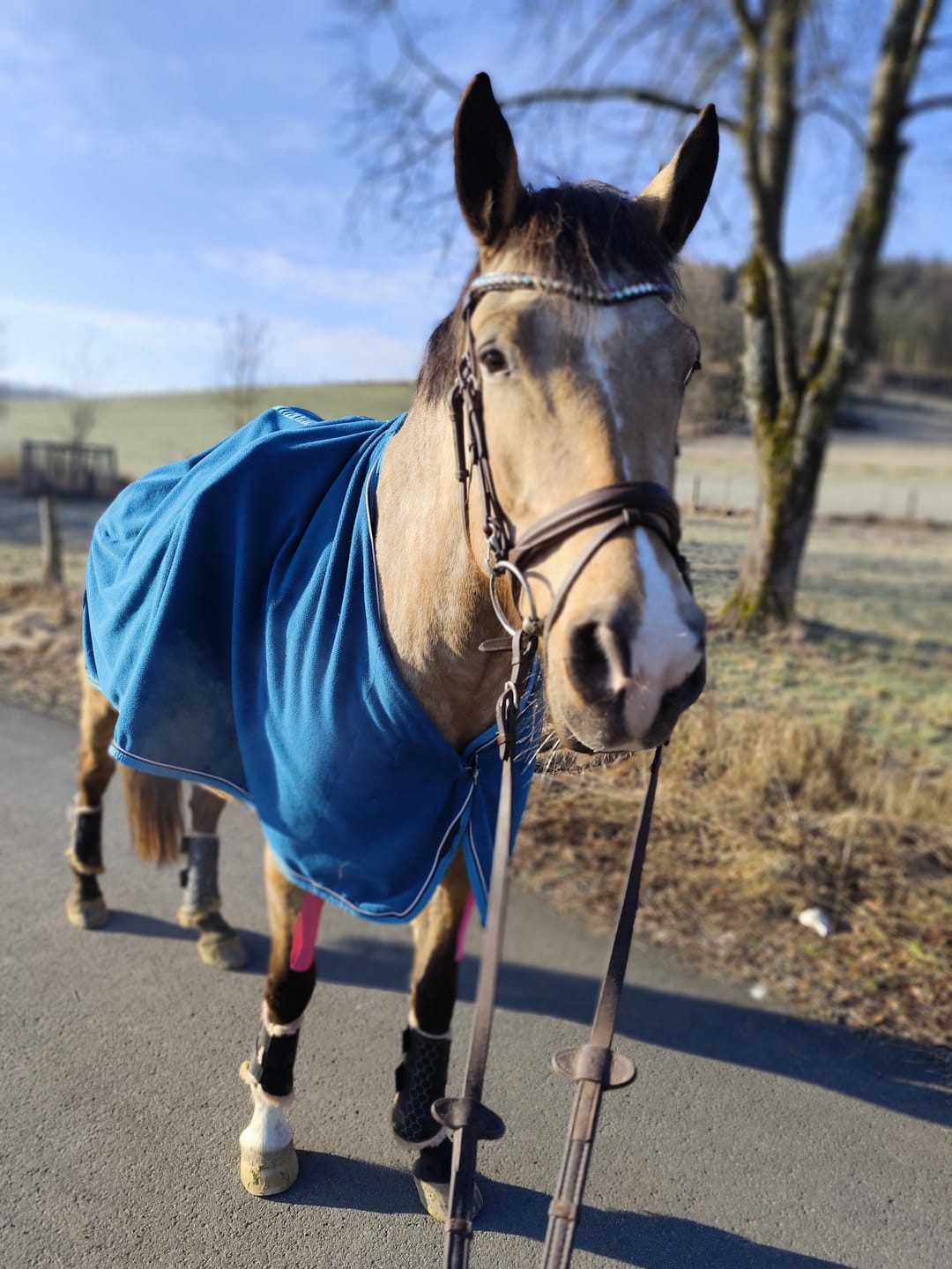 Customer photo review of TORPOL® Arbeitsgamaschen Magnetfeld