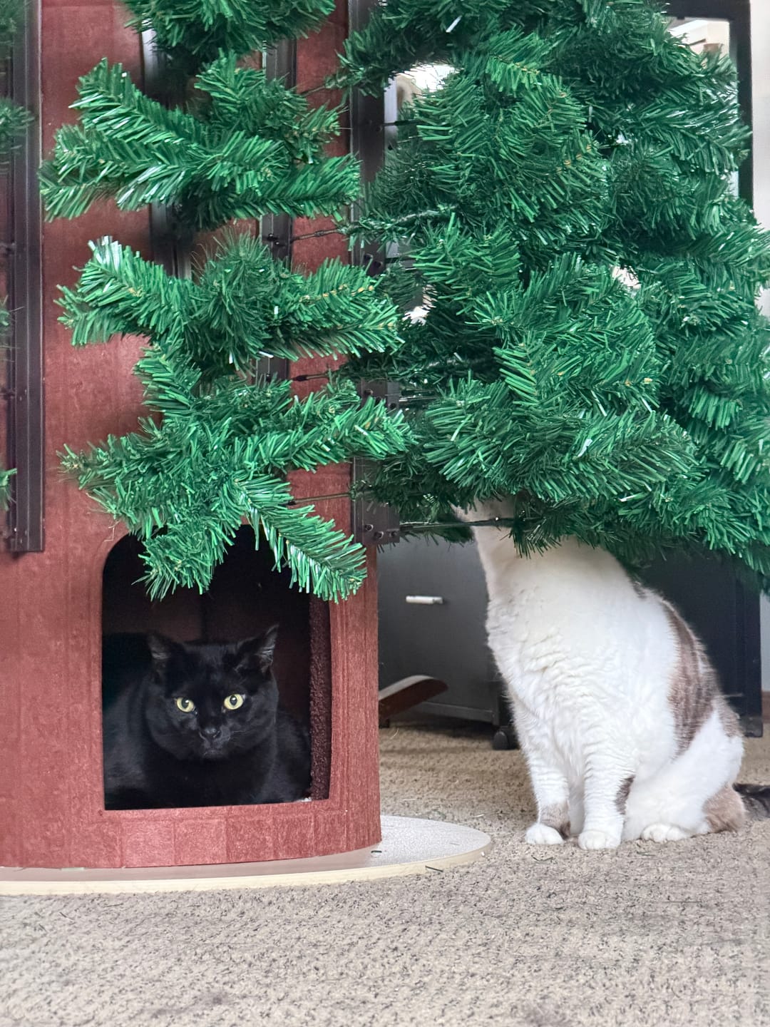 Customer photo review of Cat Christmas Tree - Sep 2026