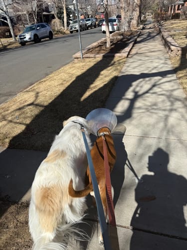 Customer photo review of Great Lakes Blue Leash - Recycled Ripstop