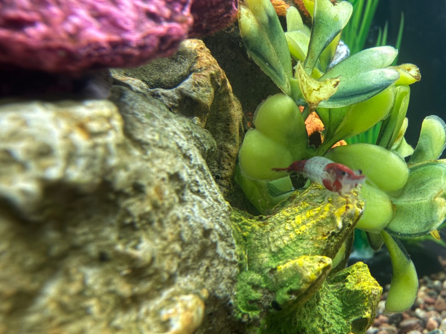 Customer photo review of Red Rili Shrimp
