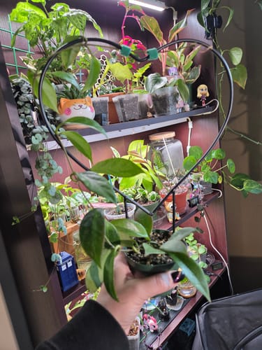 Customer holds a healthy Hoya plant that arrived in great condition after winter shipping, with other plants on a shelf behind it.
