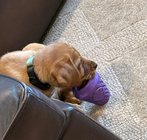 Customer photo review of FreezCone – The Ice-Cream–Shaped Enrichment Dogs Can’t Put Down