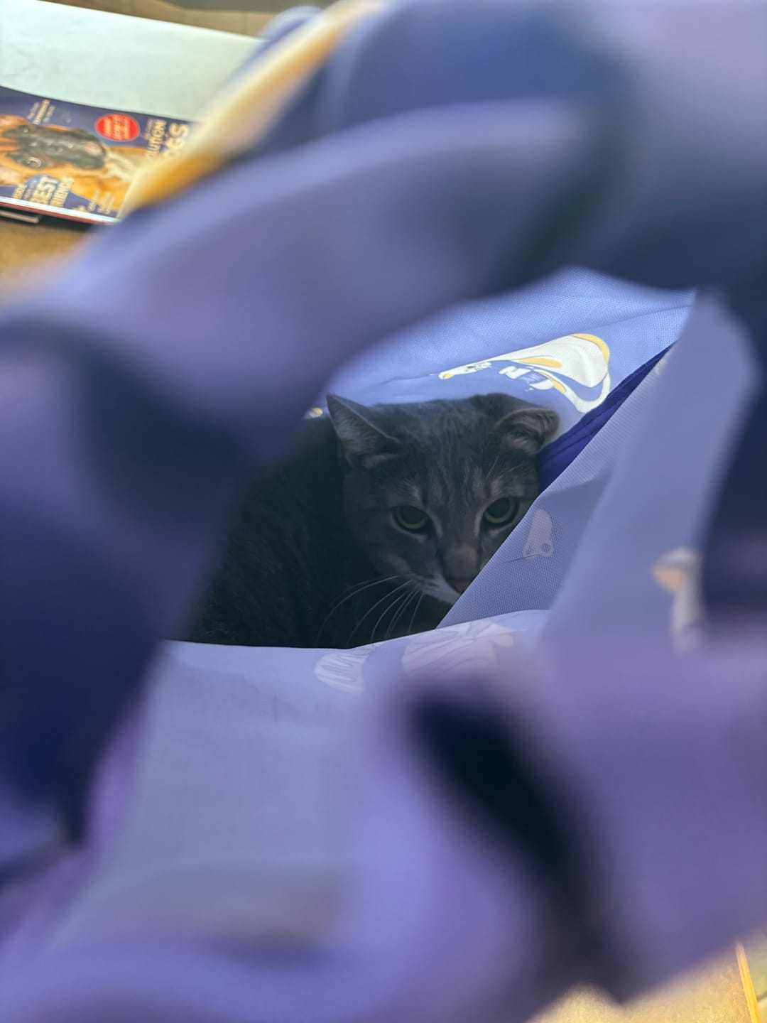 Customer photo review of Kitastic Cat Carrier