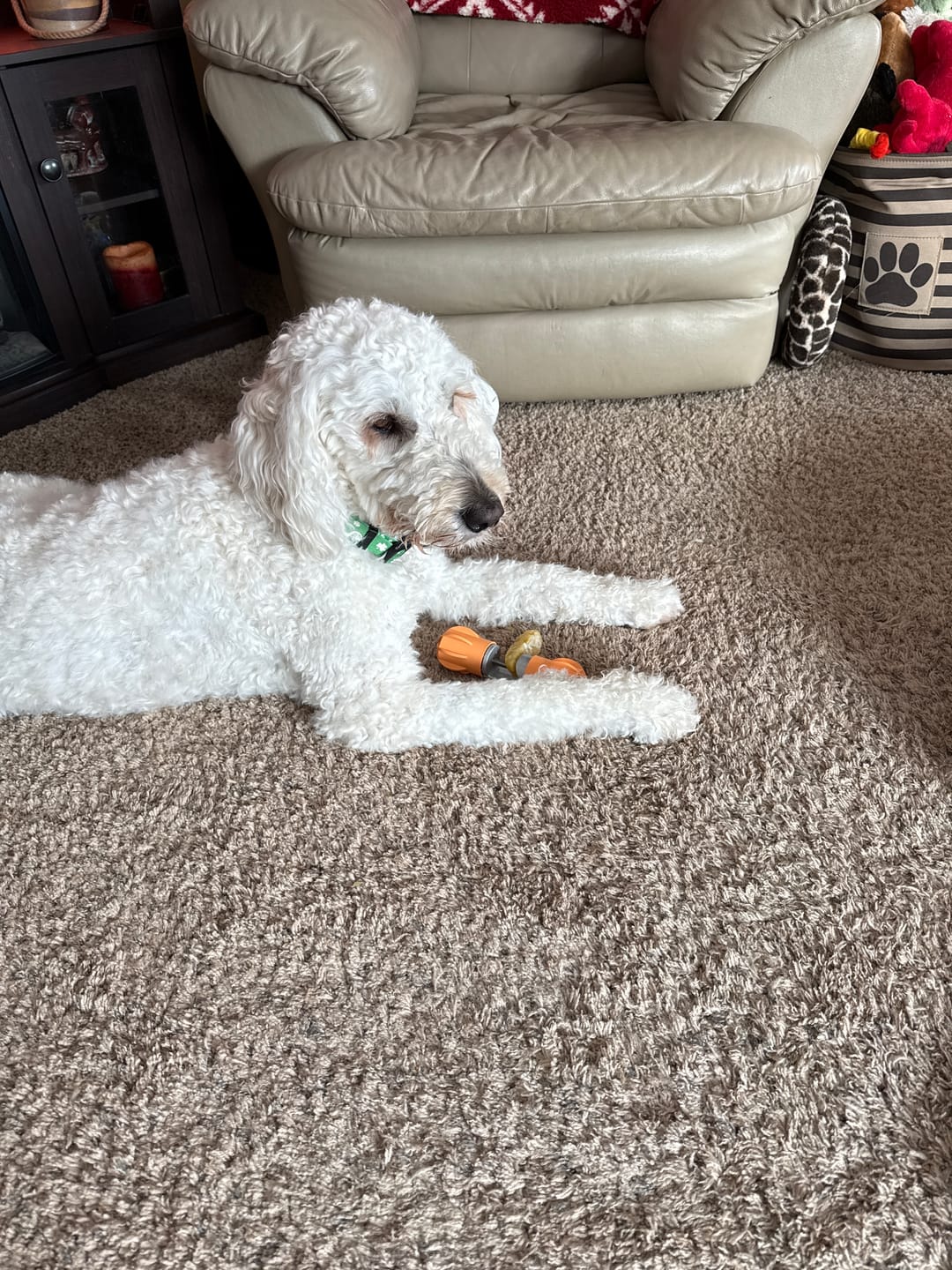 Customer photo review of Safe Dog Chew Holder