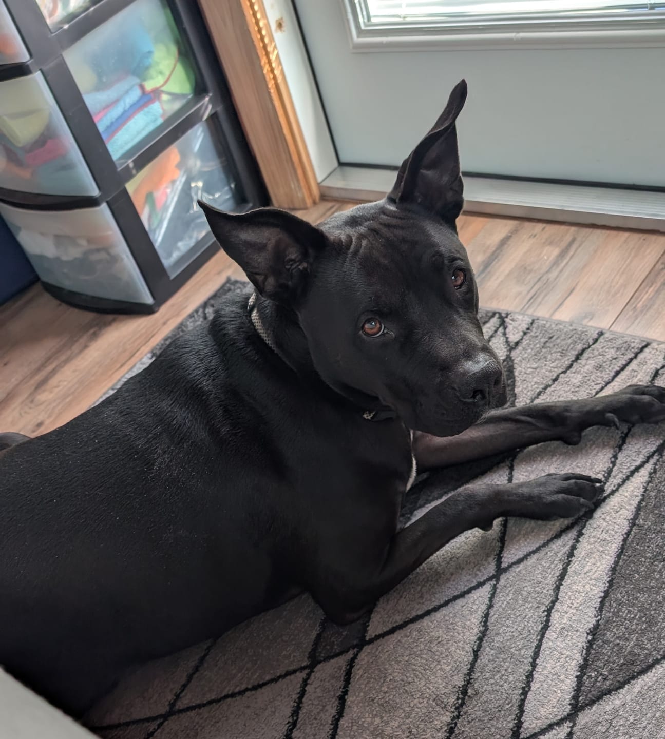 Customer photo review of Pet Nail Grinder Attachment for Grooming Vacuum