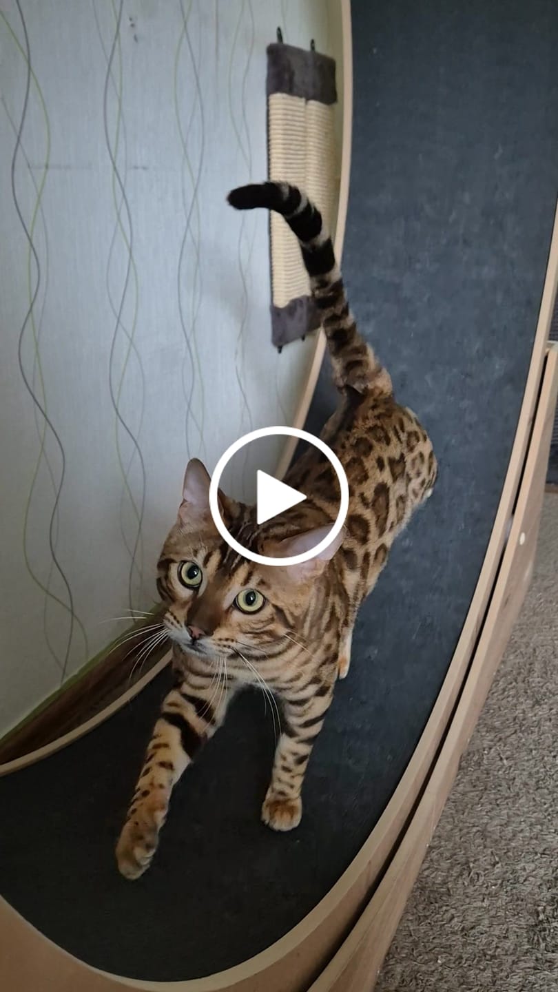 Customer video review of Elmato Katzenlaufrad Simba