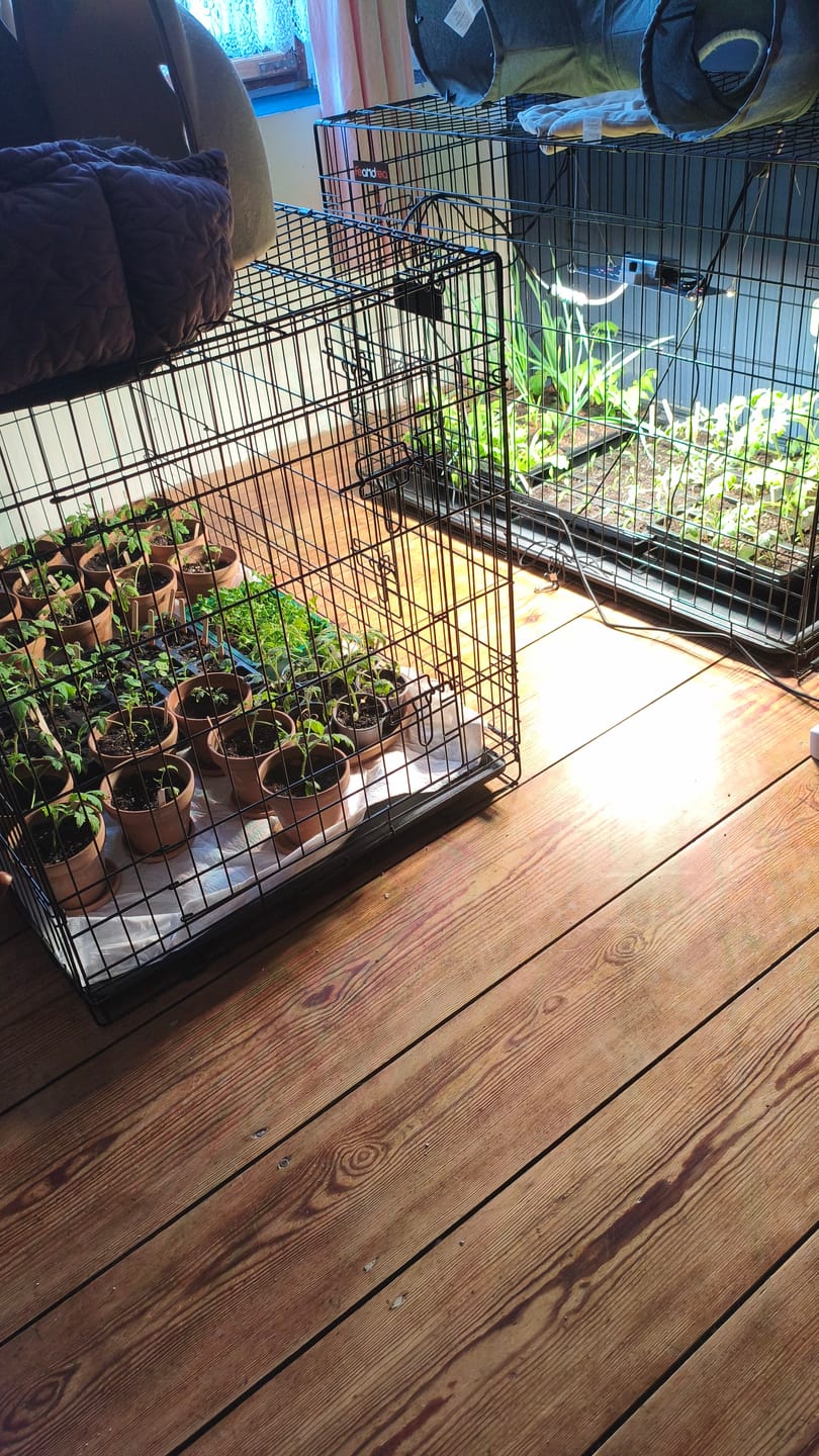 Customer photo review of Pflanzenlampe von Wurzelwerk & CreScience