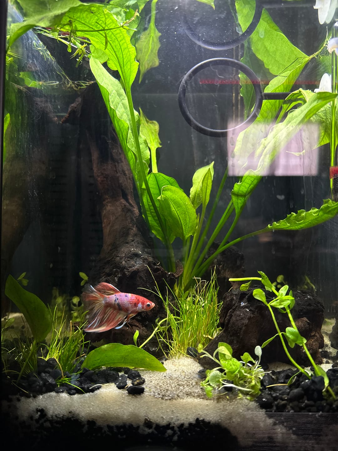 Customer photo review of Fancy Halfmoon Male Betta Fish High Grade | Buy 4 Get 1 Free | Mystery Betta
