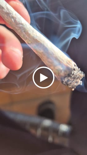 Customer video review of Biscotti Mintz 31% THCA