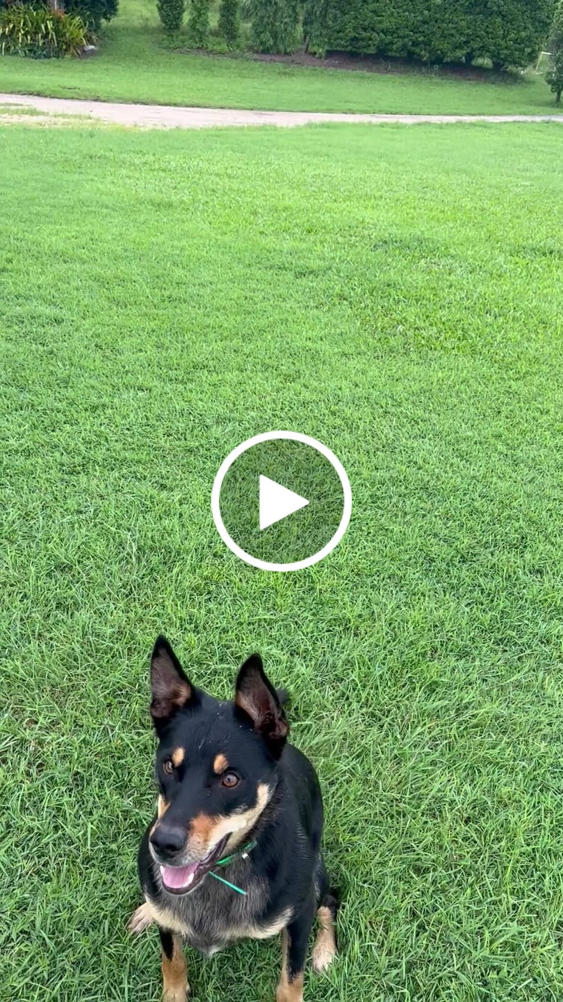 Customer video review of Herding Ball