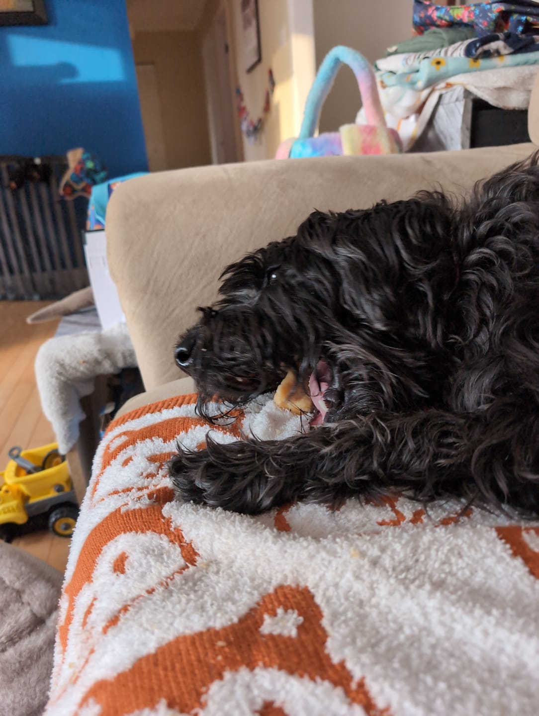 Customer photo review of 6 Inch Monster Braided Bully Stick