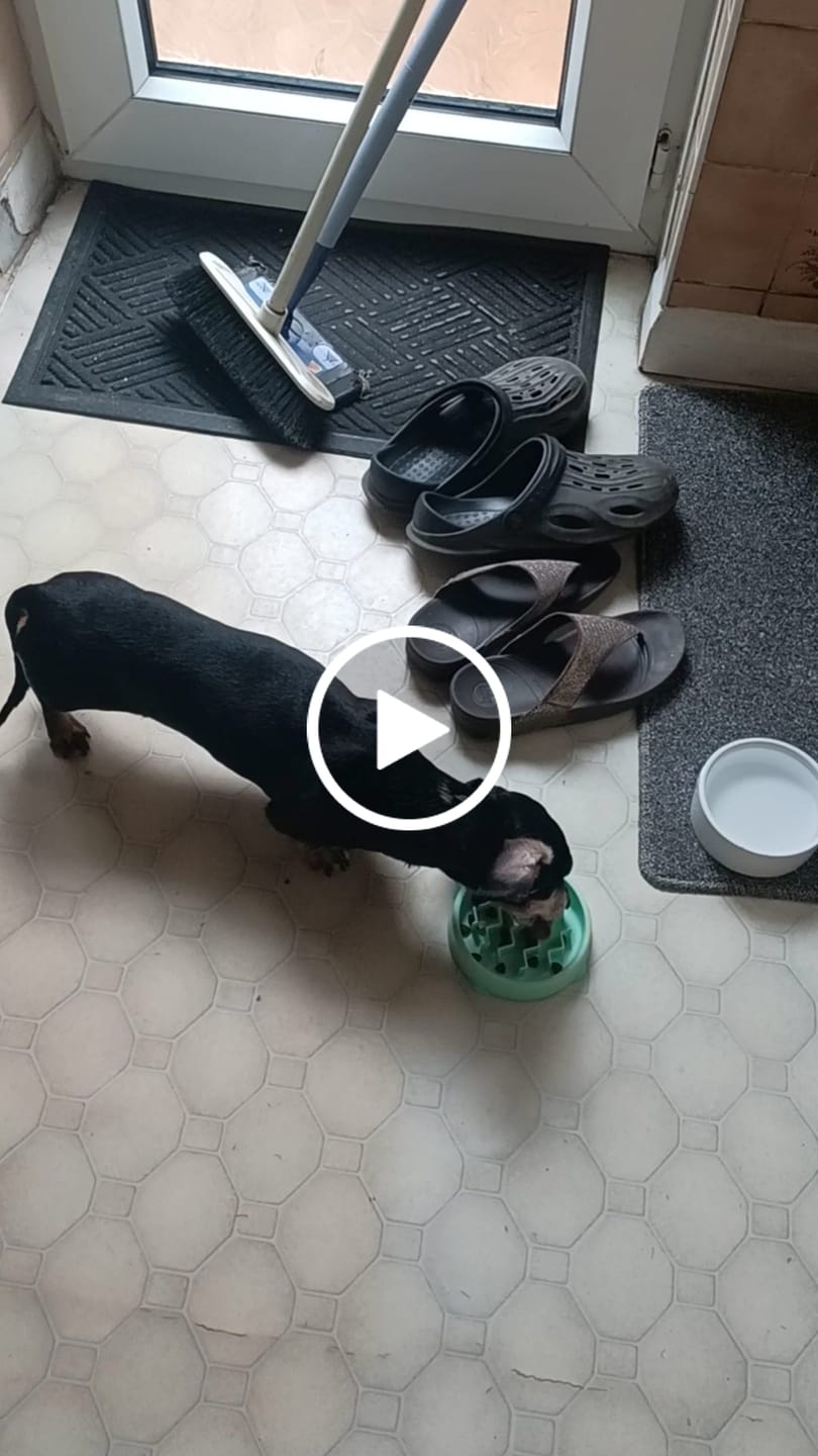 Customer video review of Superfood Light & Senior Free Range Turkey with Parsley, Papaya, Nettle, Zucchini & Pumpkin (Small Kibble)