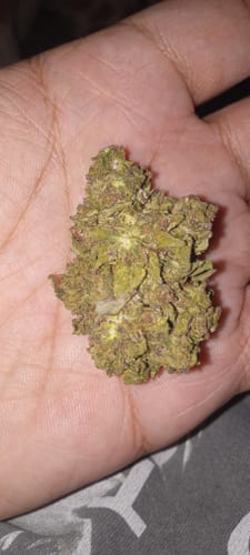 Customer photo review of Cheap THCA Flower Pound