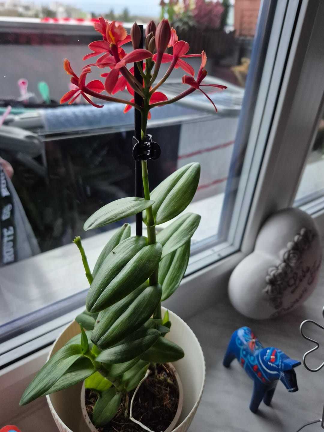 Customer photo review of Epidendrum Nordic Fire Dauerblüher mit orange-roten Blüten und 1 Rispe