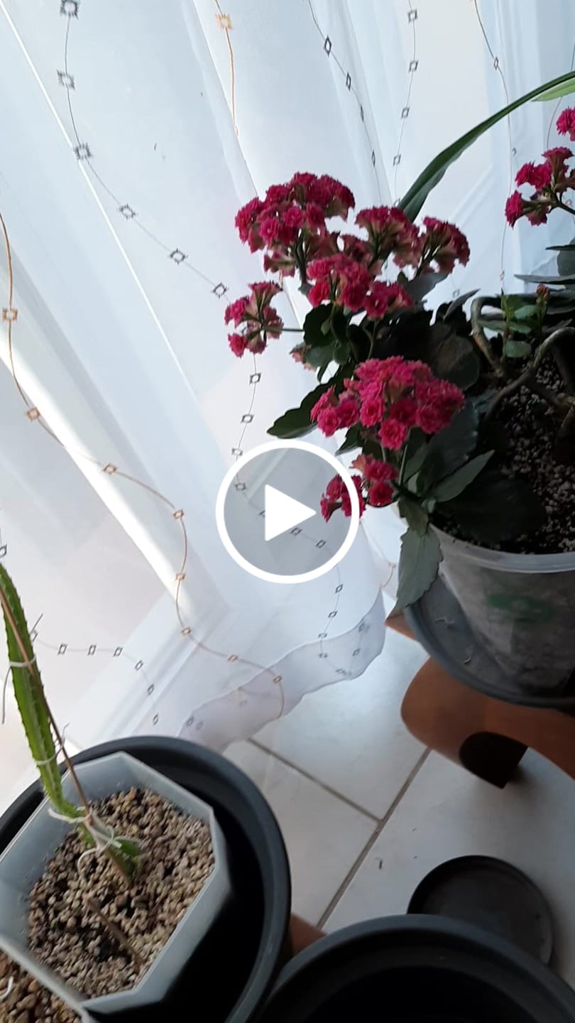 Customer video review of Cacti & Succulent Mix