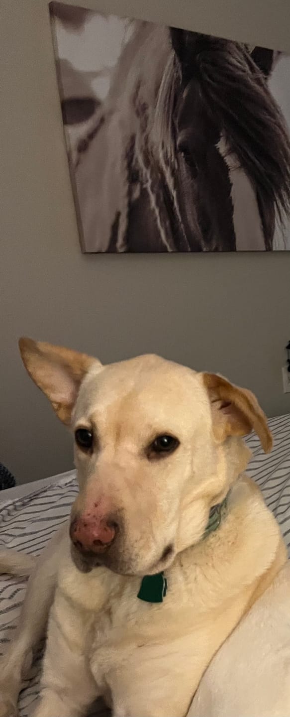 Customer photo review of Calming and Nervousness Support for Dogs and Cats