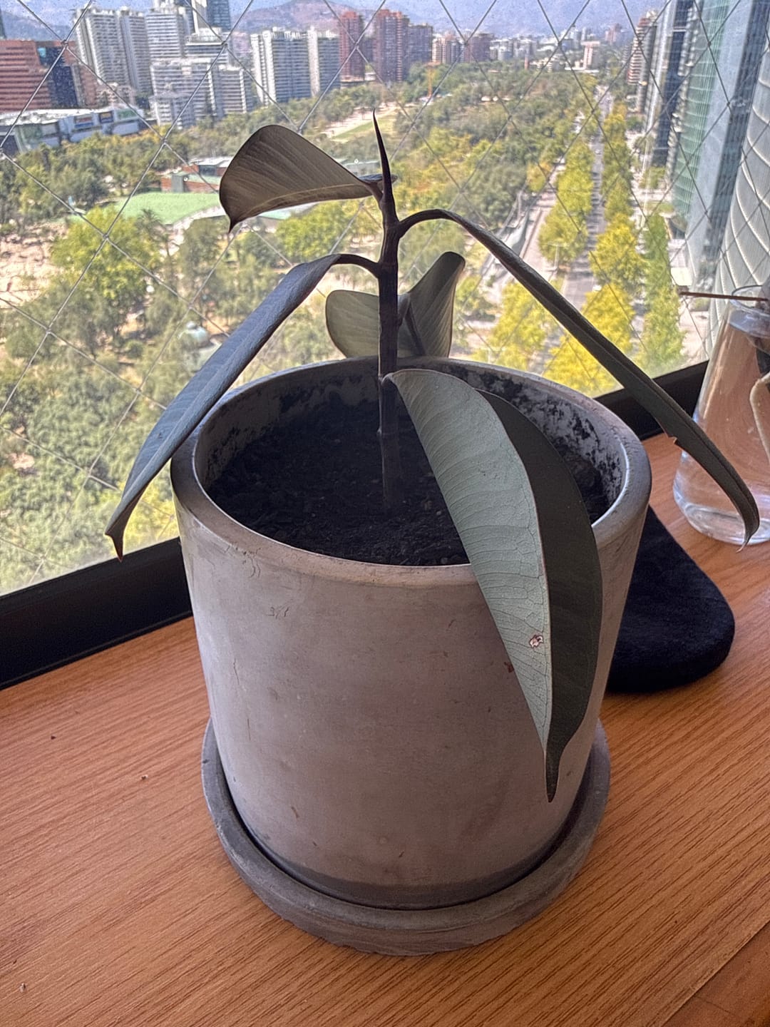 Customer photo review of Sustrato Premium para Plantas de Interior y Tropicales – 5, 10 y 20 L