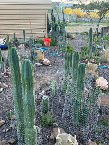 Customer photo review of Trichocereus Pachanoi Monstrose | TPM | Monstrose San Pedro Cactus