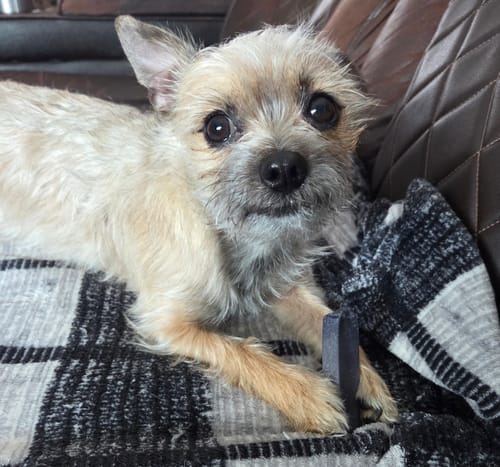 Customer's small tan dog holding a dark Blueberry Yak Chew while resting on a plaid blanket.