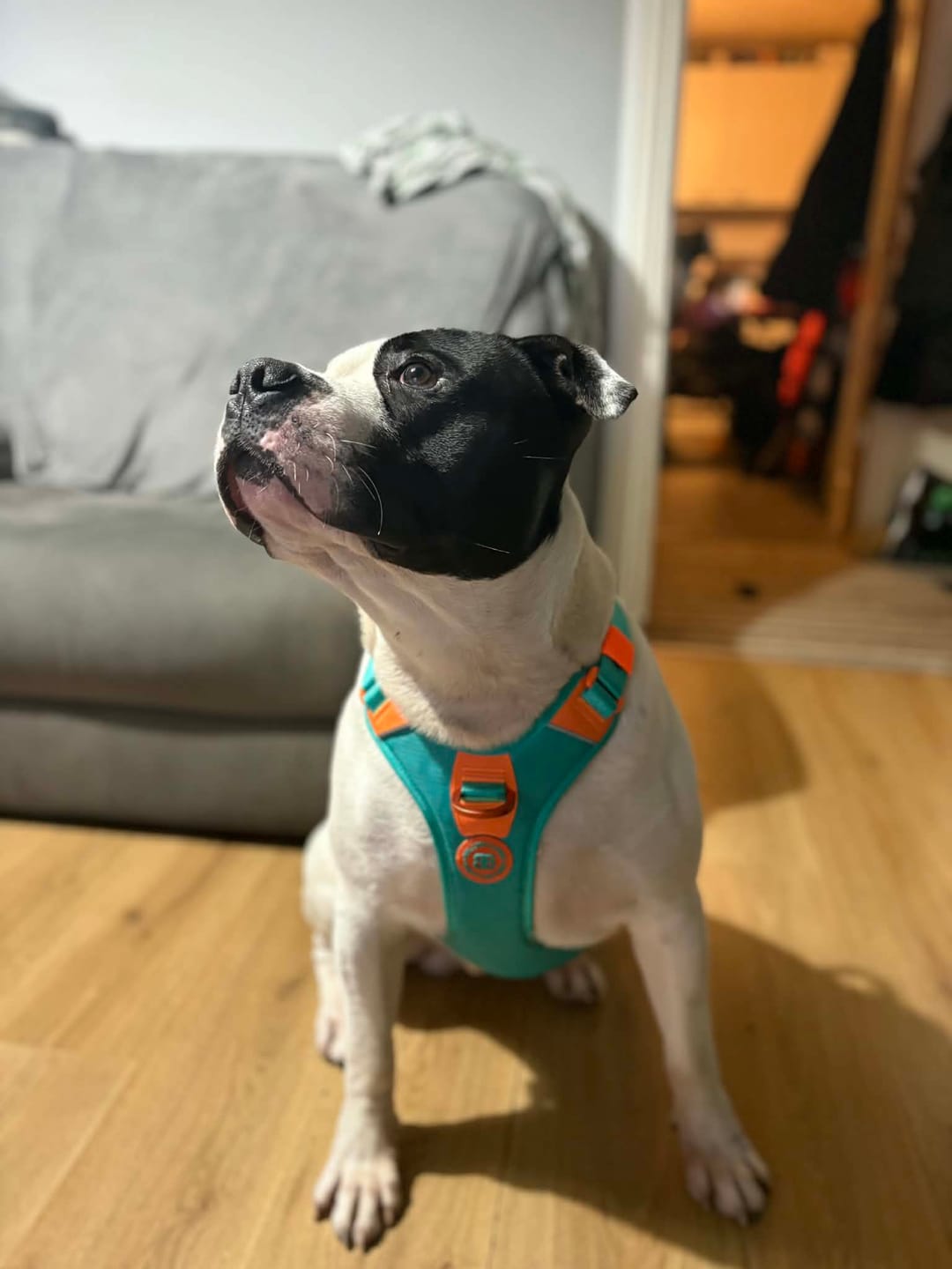 Customer photo review of Training Anti Pull TRI-Harness® | M-XL Breeds - Black