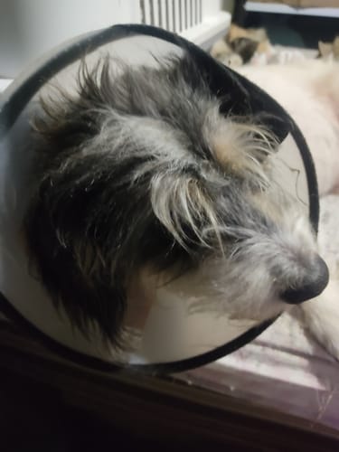 Customer photo review of CT7691 1 Pieza De Collar Isabelino Para Mascota