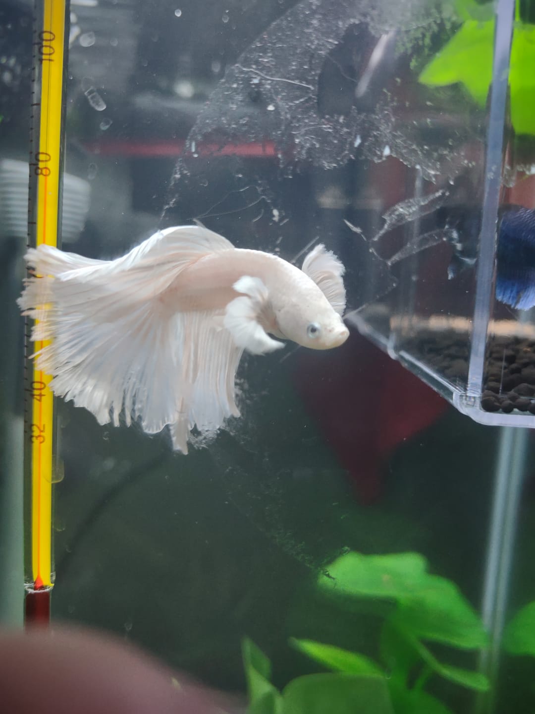 Customer photo review of Super Black Halfmoon Male Betta Fish