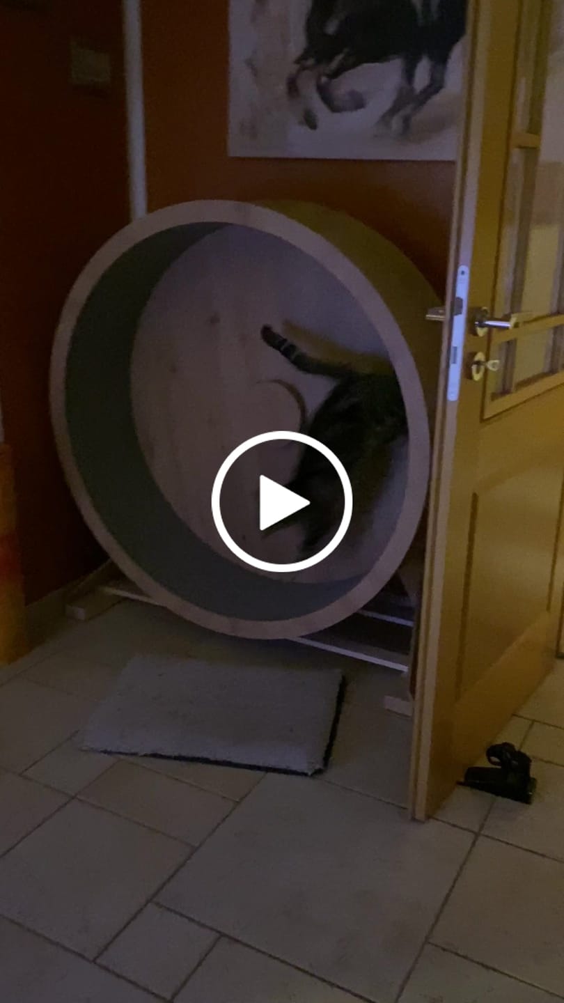 Customer video review of Elmato Katzenlaufrad Rocky Standmodell