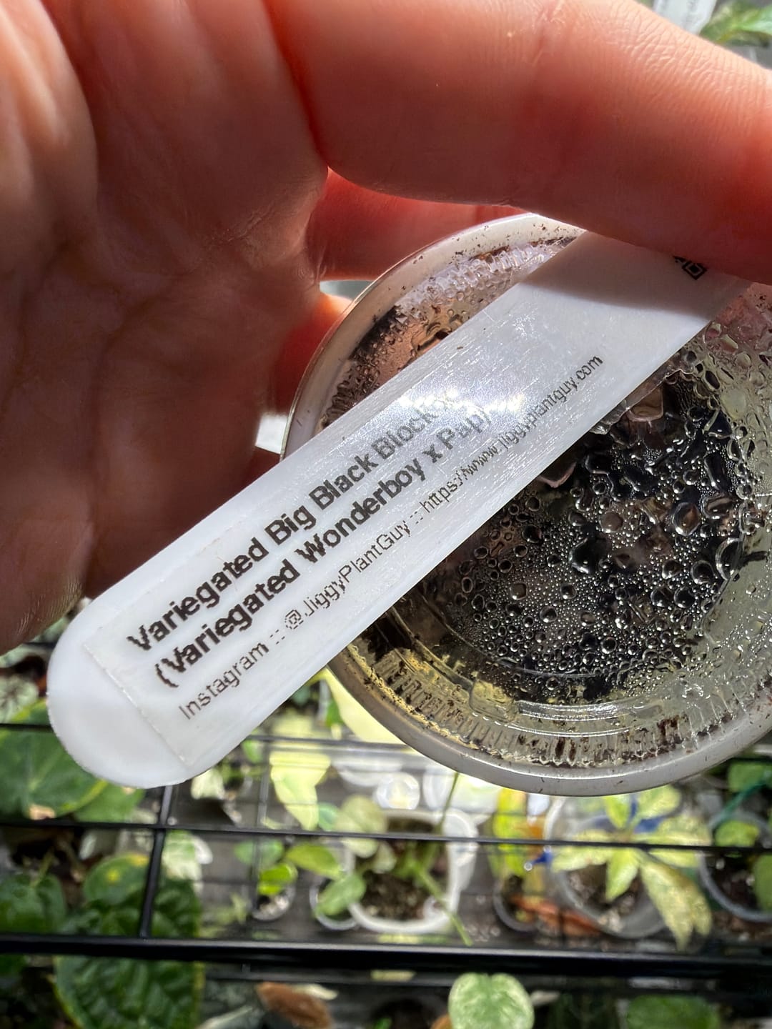 Customer photo review of **New Release** :: (Var. BBB X Pumkin Spice) x Var. Wonderboy X Pap
