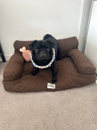 Customer photo review of Chocolate | The Teddington Sofa