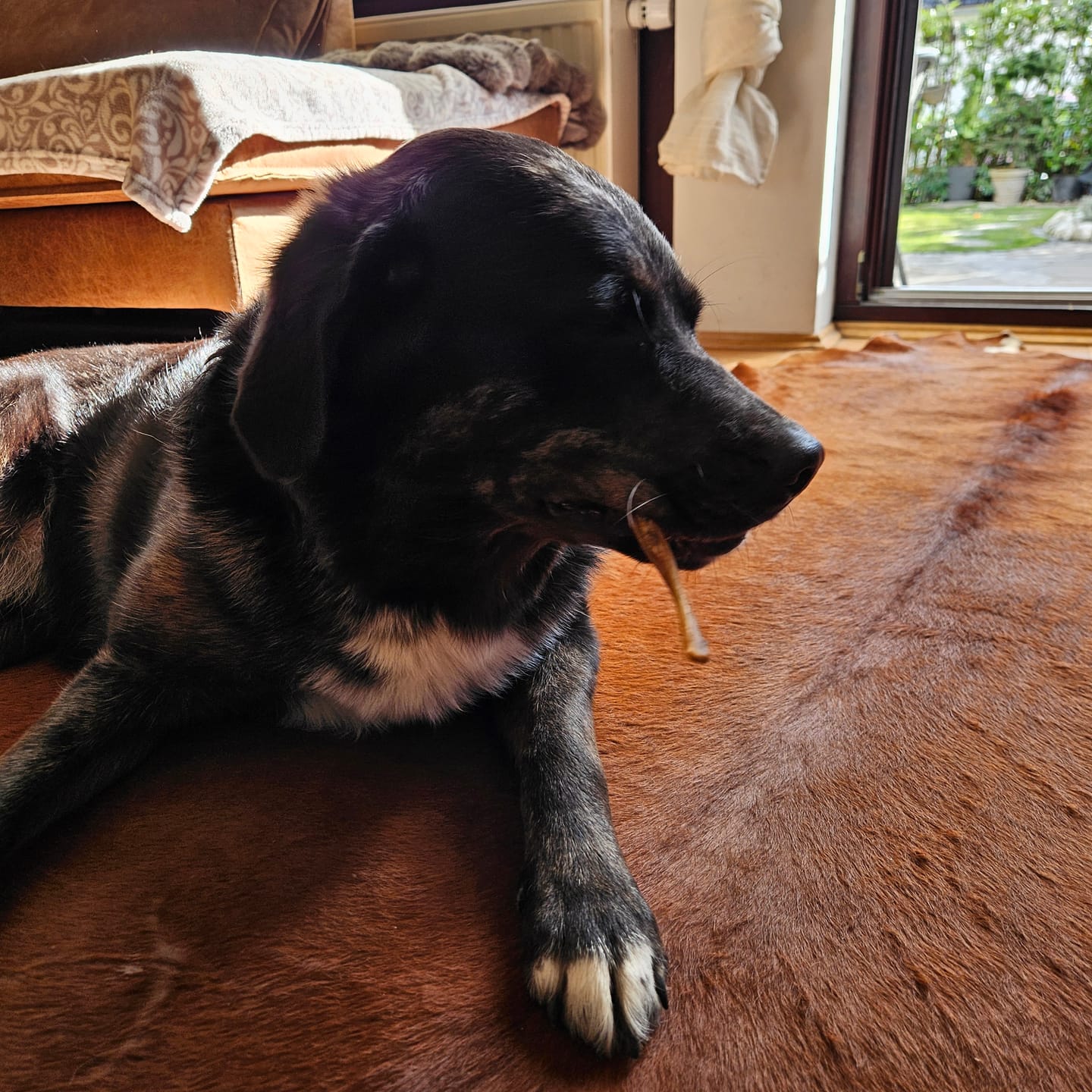 Customer photo review of Pferdekopfhaut für Hunde