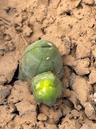 Customer photo review of Trichocereus Bridgesii Monstrose | Short Form | Type B | Penis Cactus
