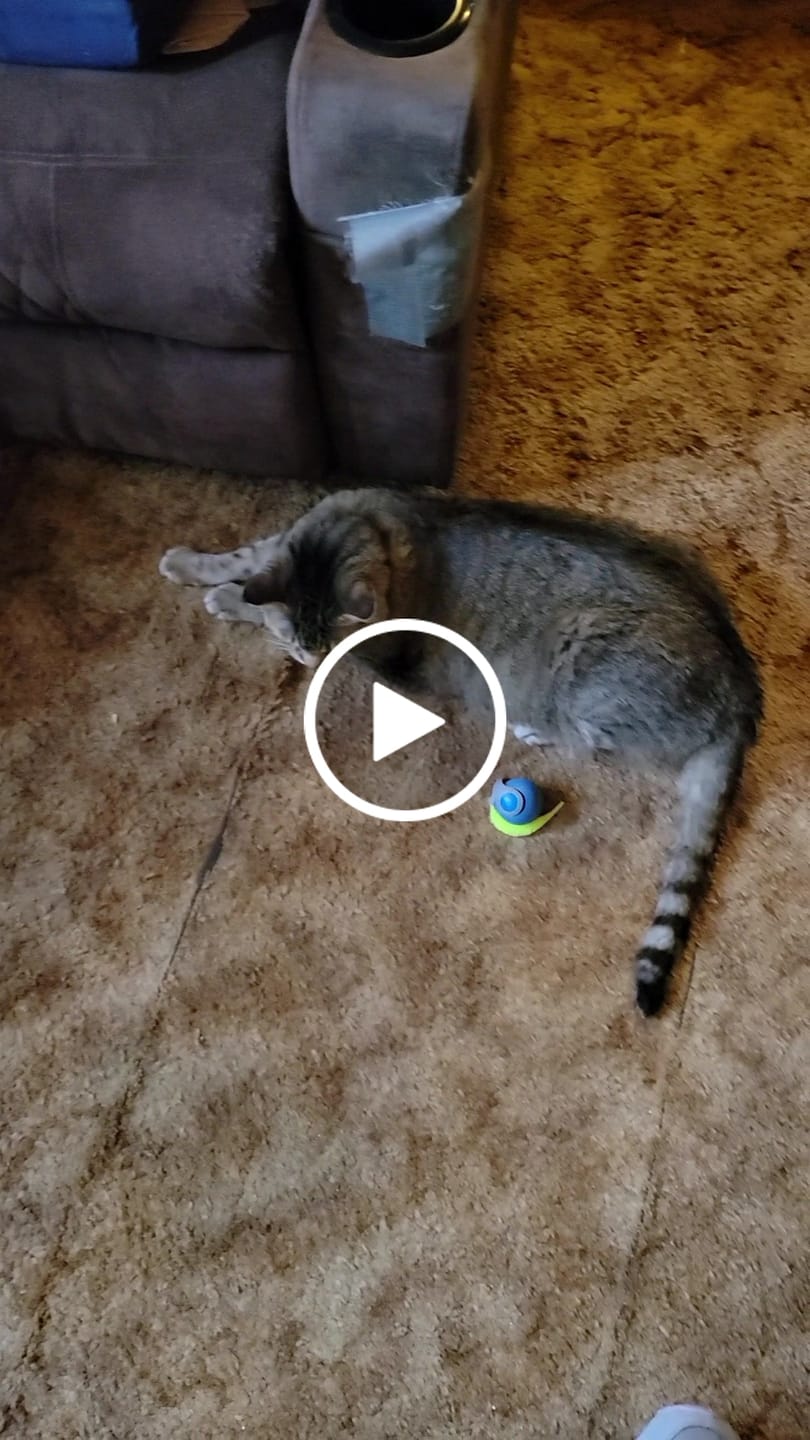 Customer video review of SPEEDY TAIL 2.0