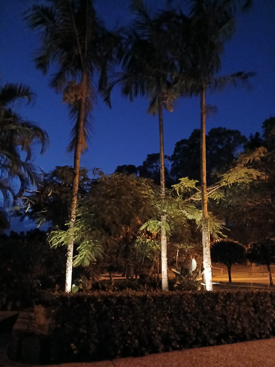 Customer photo review of GardenBrite™ Solar Spotlight Pack [PRESALE]