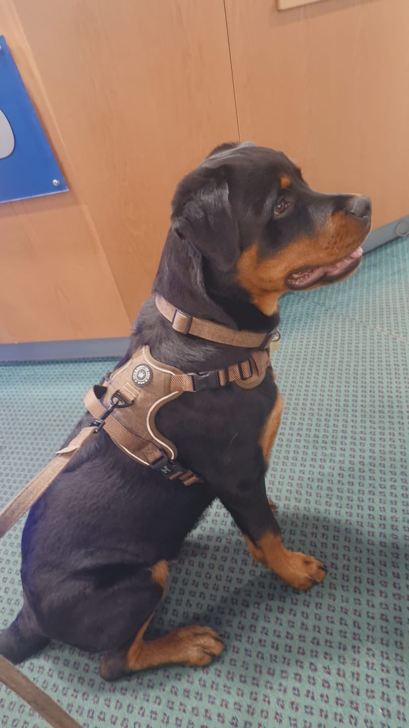 Customer photo review of Trail & Glow Tweed Dog Harness - Oxford Tweed