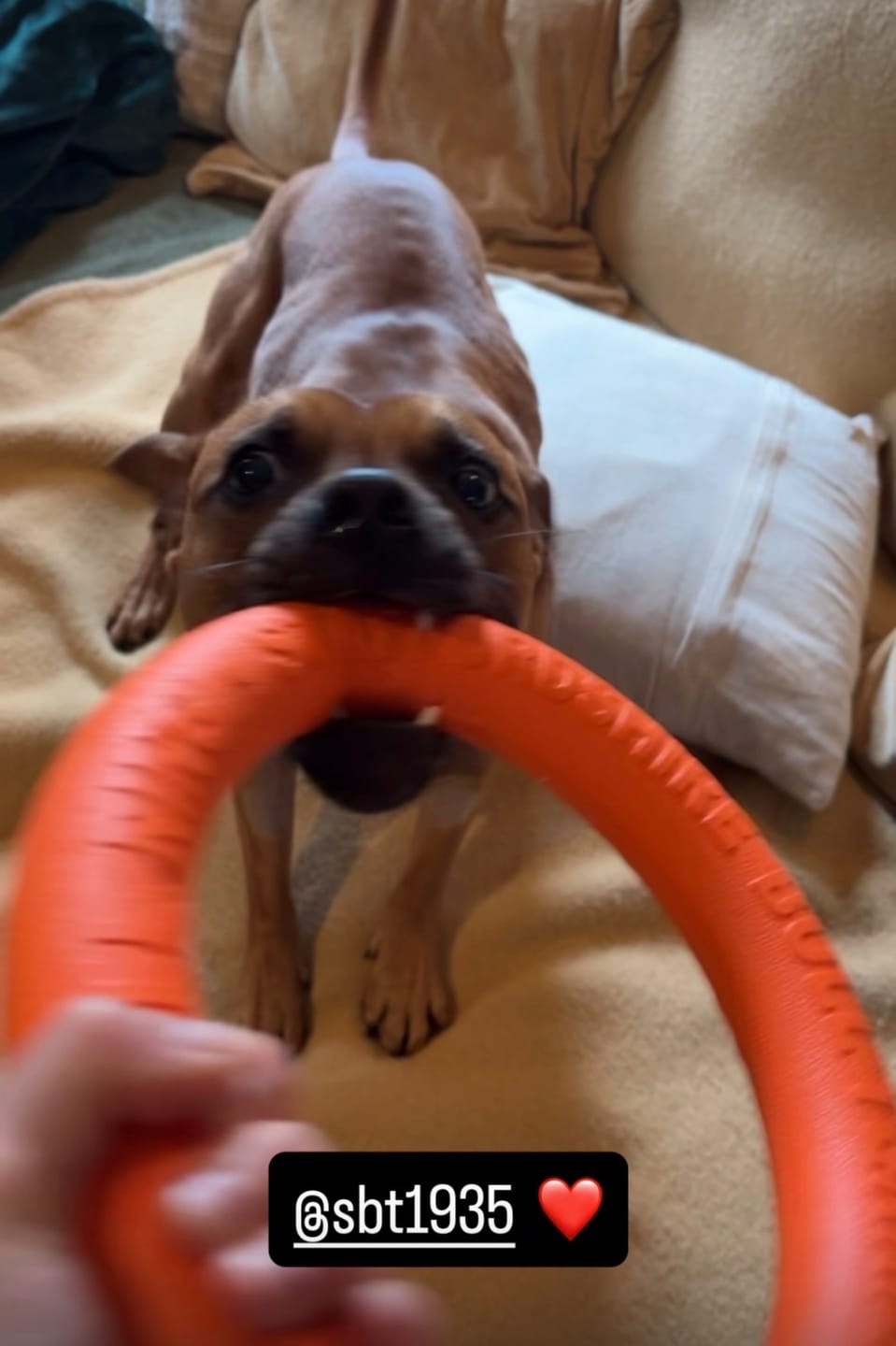 Customer photo review of Staffordshire Bull Terrier 1935® Pull Ring - Orange - 1pc
