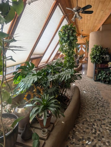 Customer's large, healthy collection of houseplants in a sunlit room after using the pest spray.