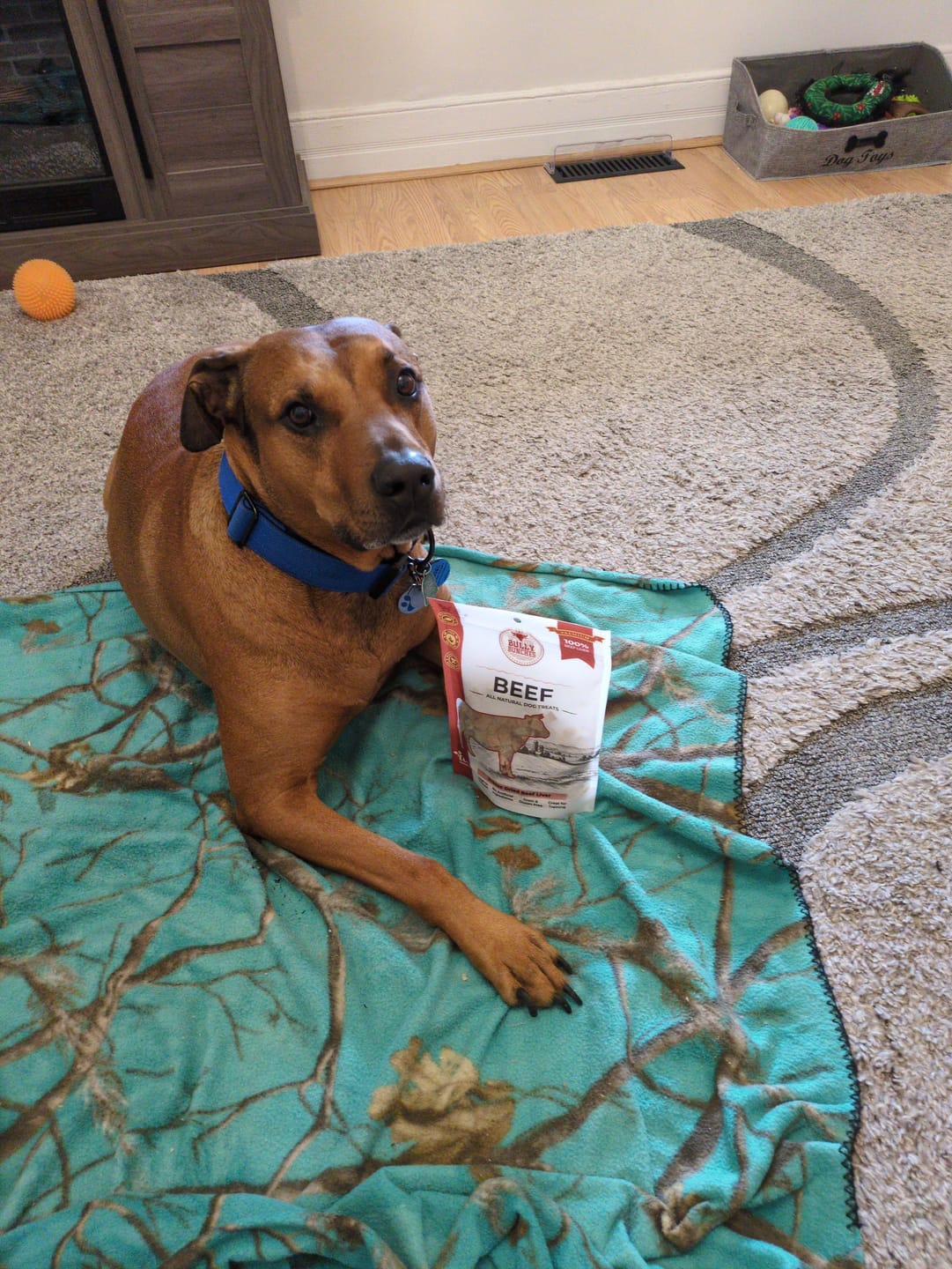 Customer photo review of Freeze Dried Flavor Bundle (3.52 oz x3)