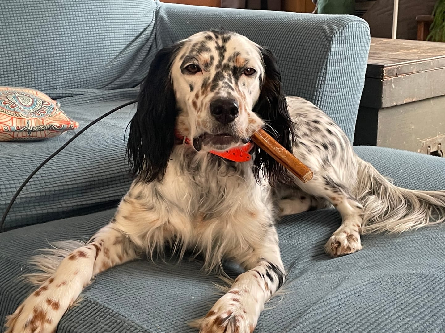 Customer photo review of 6 Inch Thick Bully Stick