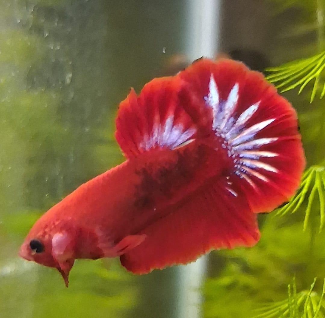 Customer photo review of Hellboy Plakat Male Betta Fish | Order Directly From Farm | You Pick Fish
