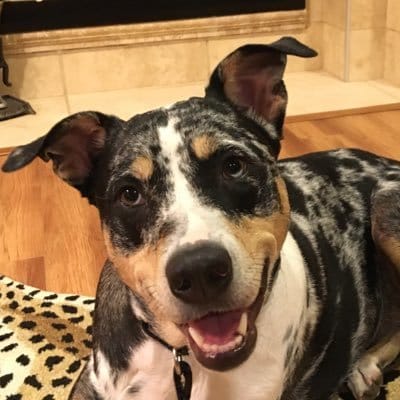 Customer's Catahoula Leopard dog looking happy and alert after taking Petsmont Buddy Guard.