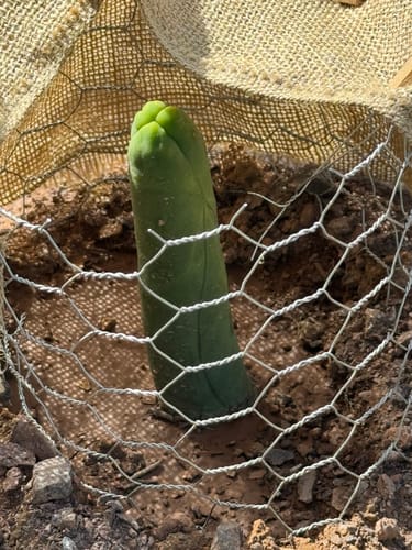 Customer photo review of Trichocereus Bridgesii Monstrose | Long Form | Type A | Penis Cactus