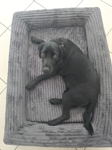 Customer's black dog lying in the grey corduroy Orthopaedic Dog Bed, viewed from above.