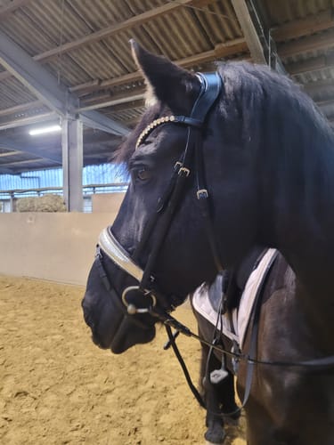Kunde zeigt die Kroko Gold Trense mit funkelndem Stirnband am Kopf eines dunklen Pferdes.