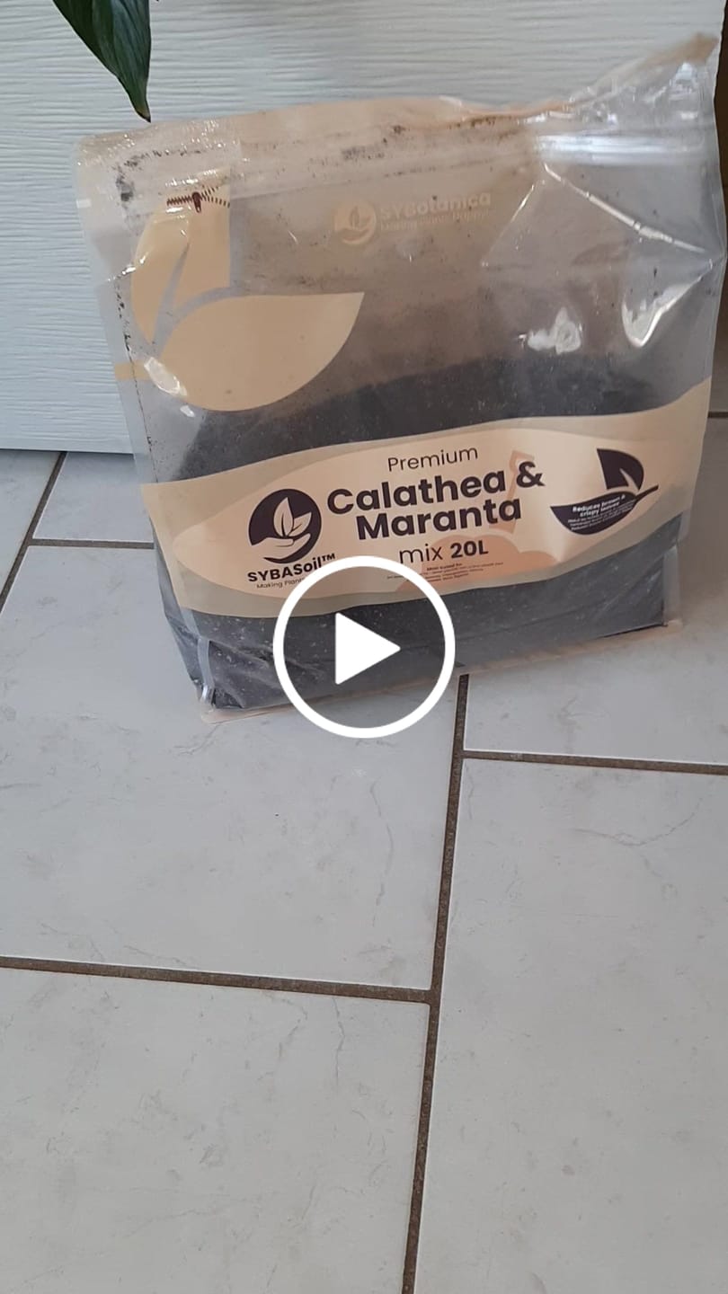 Customer video review of Calathea & Maranta Mix