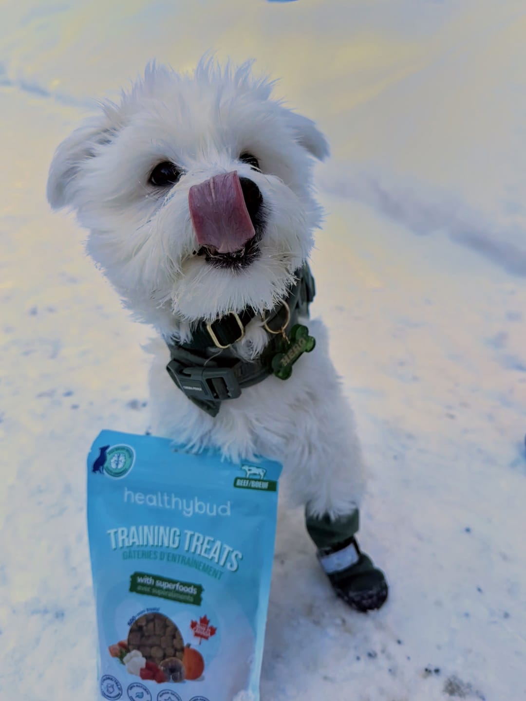 Customer photo review of Beef Mini Training Treats